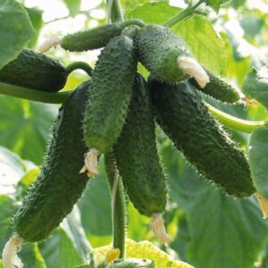 Амур F1 Bejo огірок