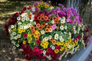 Петунія гібридна багатоквіткова Зорепад F1 суміш 20 шт. ПРОФЕСІЙНЕ НАСІННЯ