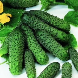 Пасаллімо F1 Syngenta огірок