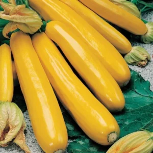 Голден Глорі F1 Syngenta кабачок