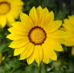 Газанія жорсткориста Кісс ПРОФЕСІНЕ НАСІННЯ