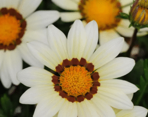 Газанія жорсткориста Нью дей ПРОФЕСІНЕ НАСІННЯ