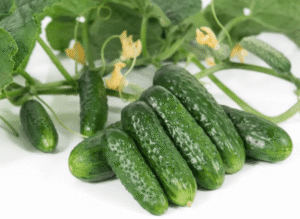 Пролікс F1 10 шт. ПРОФЕСІЙНЕ НАСІННЯ огірок