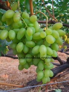 ГОЛД ФІНГЕР