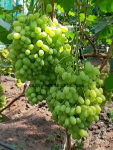 К-Ш ГЕЛІОДОР