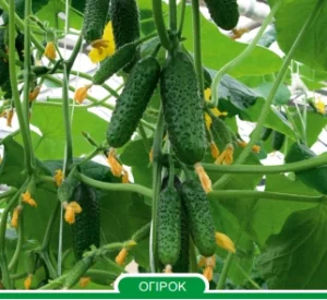 Артист F1 Bejo огірок