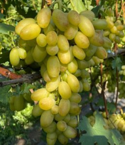 ВЗЛЬОТНА ПОЛОСА