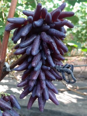 К-Ш ХЕЛОУІН