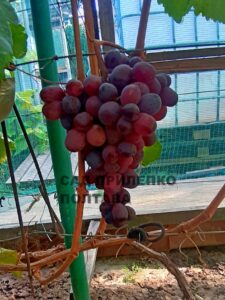 ПОЛУНИЧНИЙ (НЕУКРИВНИЙ)