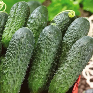 Директор F1 Nunhems