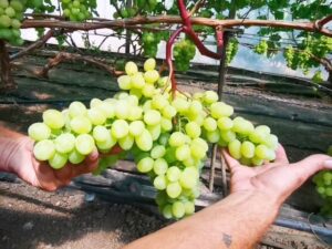 ПАМ'ЯТІ ШМЕЛЬОВА