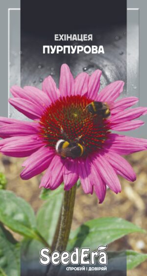 Ехінацея Пурпурова 0.5 г. Seedera