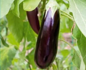 Анатолія F1, 1000 шт. Rijk Zwaan баклажан