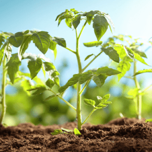 Набір "Розсадний"