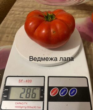 Ведмежа лапа 10 шт.